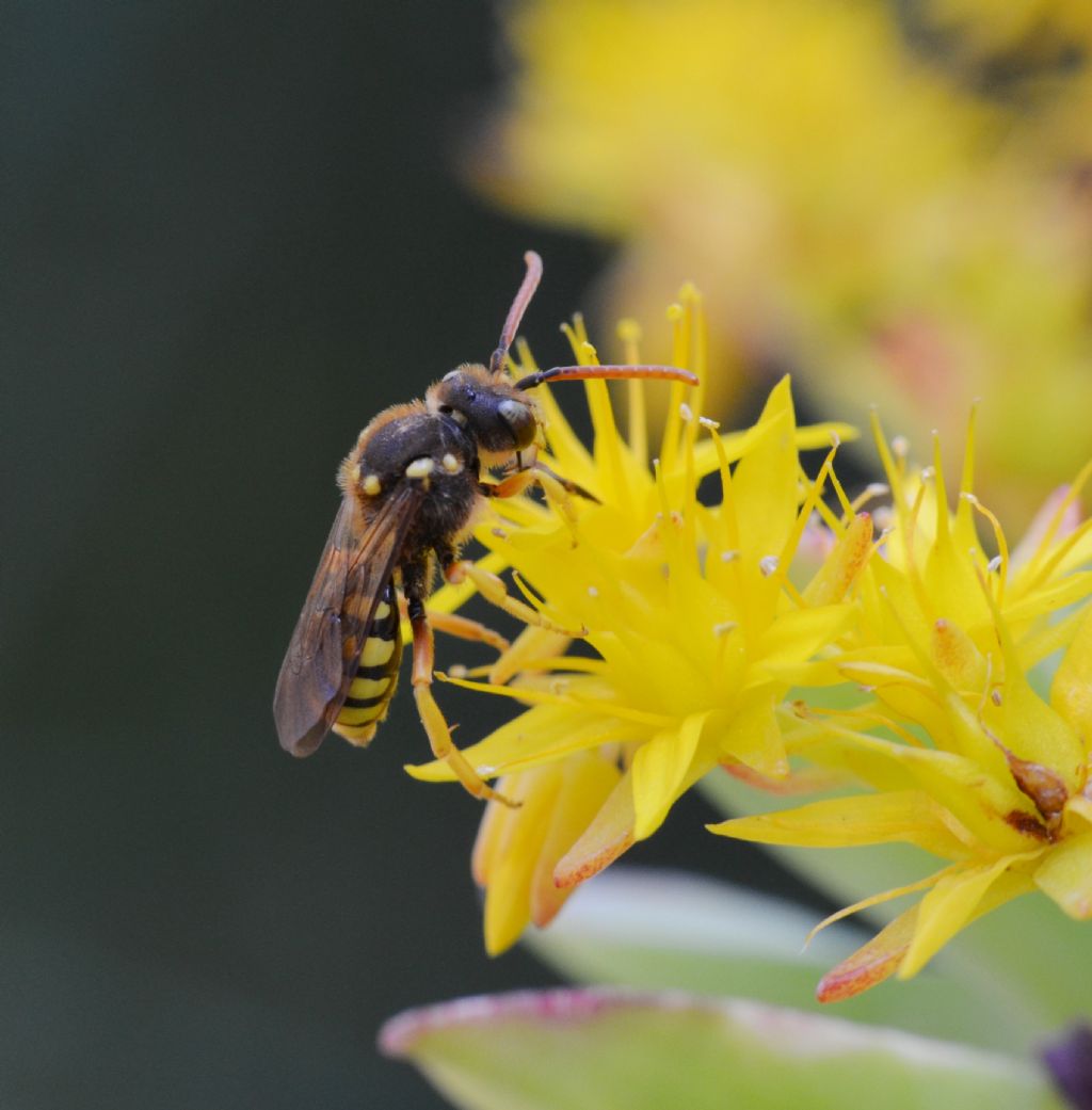 Nomada sp. (Apidae)